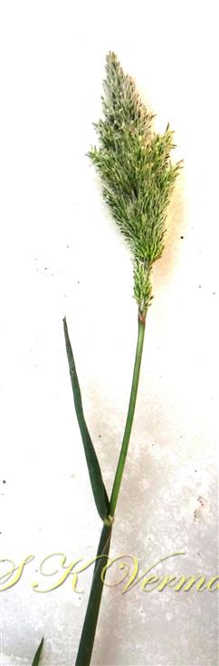  Stem with leaf and Panicle